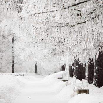  winter trees on snow white background