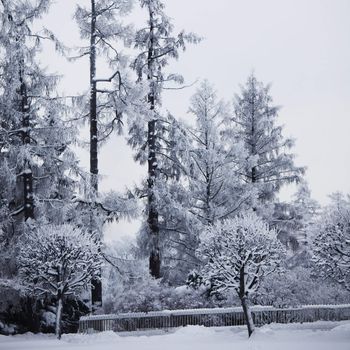  winter trees on snow white background