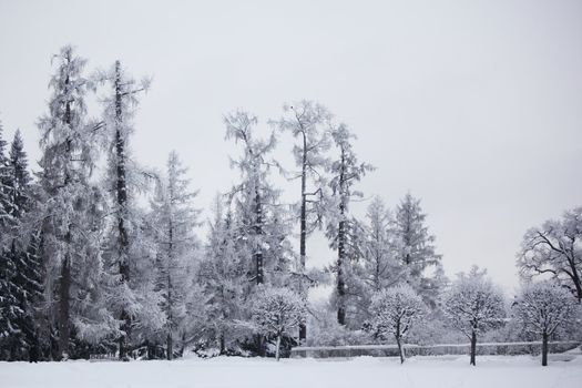  winter trees on snow white background