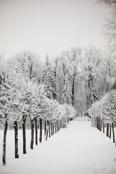  winter trees on snow white background