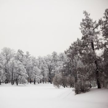  winter trees on snow white background