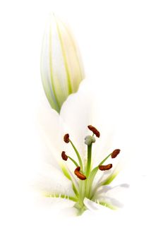 Flower blossom close-up. White background.