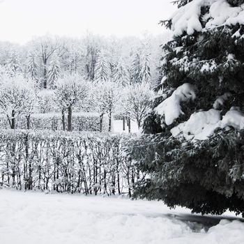  winter trees on snow white background