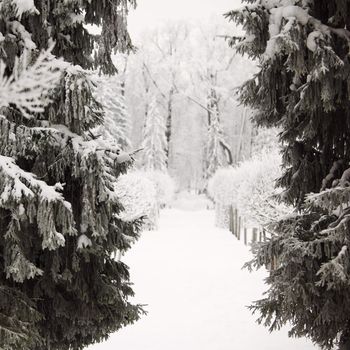  winter trees on snow white background