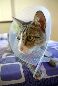 Cat wearing protective collar (buster collar), sitting on bed. Cat wearing protective collar (buster collar), sitting on bed.