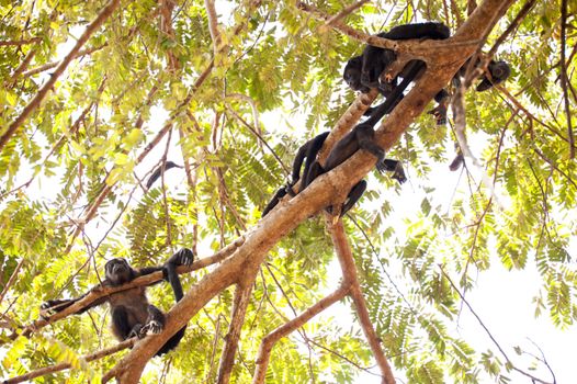 Family of howler monkeys resting in the canopy in Costa Rica.