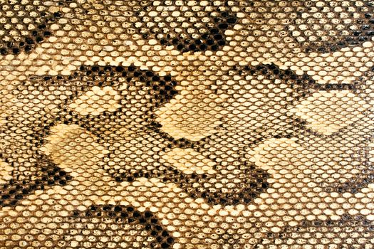 Reptile or snakeskin texture.