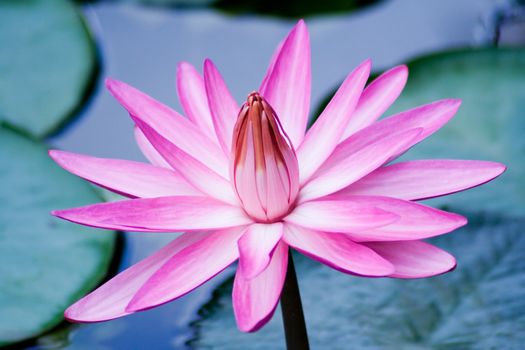 Open water lily.