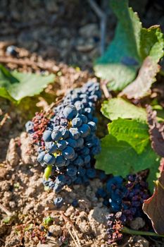 Bunch of sick blue grapes after harvesting