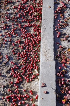 Many small red apples fallen on ground. Not collected autumn harvest.