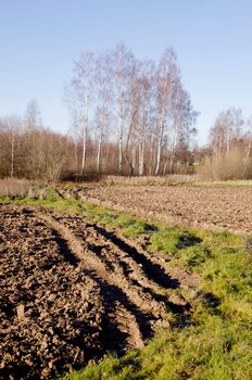 Plowed fields and grassland next to them. Birch trees in autumn.