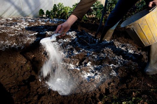 A man stands in a dug over patch of soil with a bucket and trowel sprinkling lime on the earth.