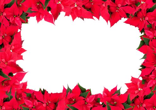 Christmas Frame of Flowers - Poinsettia (Euphorbia pulcherrima) on White Background