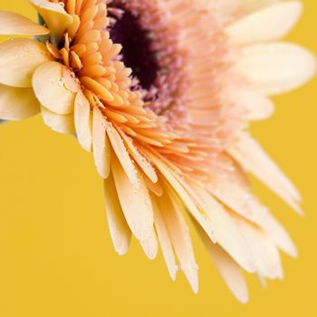 orange gerbera daisy