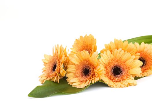 bunch of orange gerbera daisies