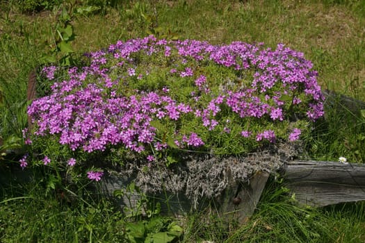 A colorful background of flowers
