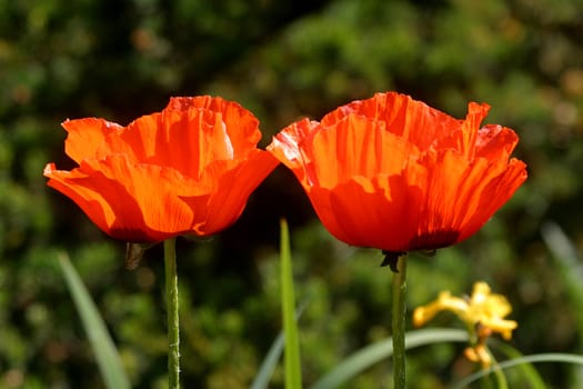 Couple of red poppies
