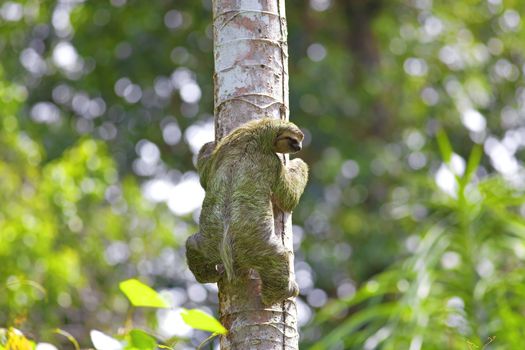 A Three-toed Sloth climbing down the tree in Manuel Antonio national park