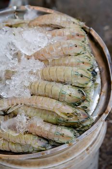 Mantis shrimp with ice in fresh market in Thailand