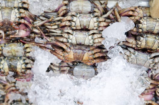 crabs in ice , market of thailand