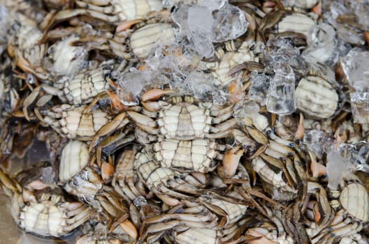 crabs in ice for sale in market of thailand