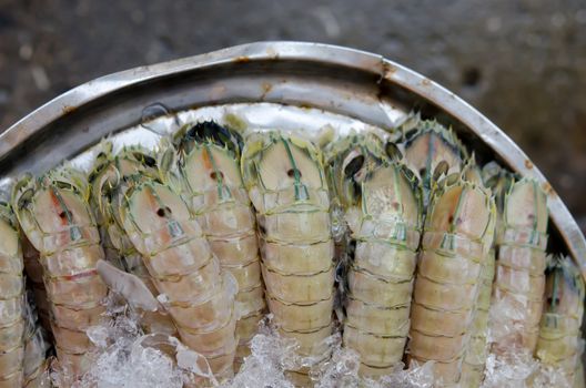 Mantis shrimp with ice in fresh market
