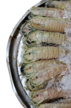Mantis shrimp with ice on white background