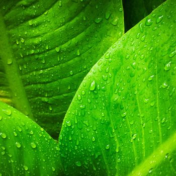 Abstract image of water drop on  leaves in nature