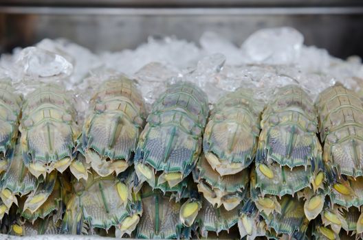 close up mantis shrimp with ice in fresh market
