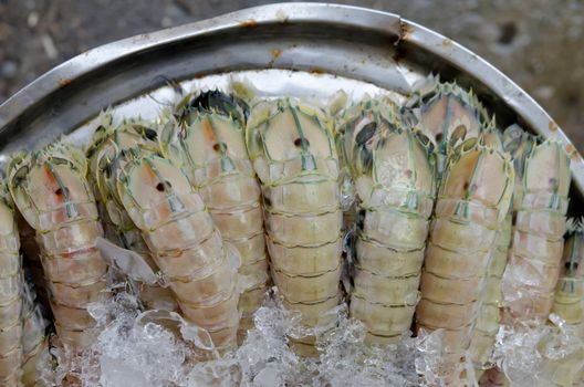 raw mantis shrimp with ice for sale