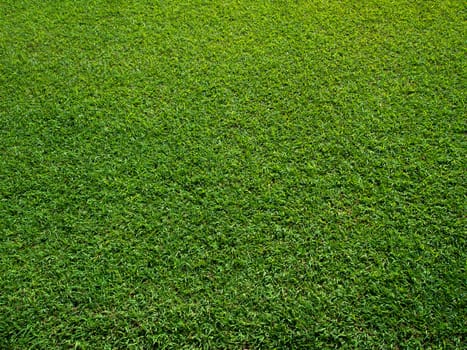  Fresh Green Grass Texture and surface