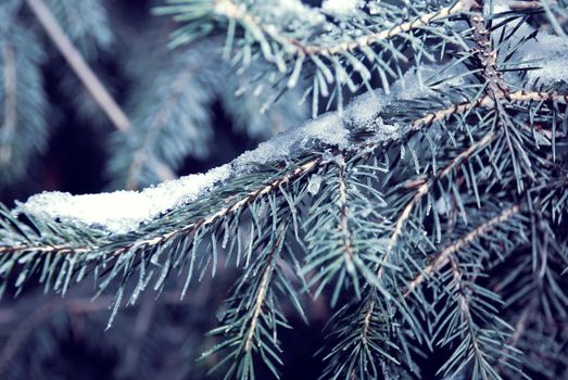 Winter background of pine branches covered with frost snow