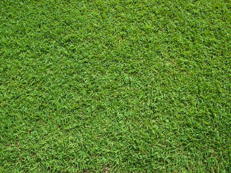 Top View of Green Grass Texture and surface
