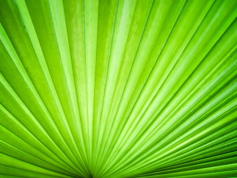 Abstract image of leaves in nature