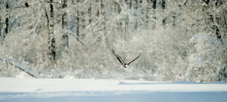 Flying Bald eagle. A flying Bald eagle against snow-covered mountains.The Chilkat Valley under a covering of snow, with mountains behind. Chilkat River .Alaska USA. Haliaeetus leucocephalus