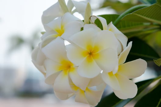 fresh plumeria flowers in the garden