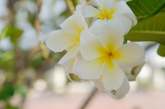 white  plumeria flowers in the garden
