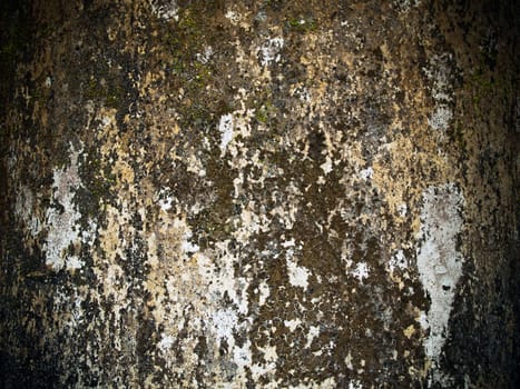 Old damp walls are filled with moss