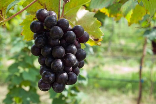 Purple Fresh grape from Vineyard in Thailand