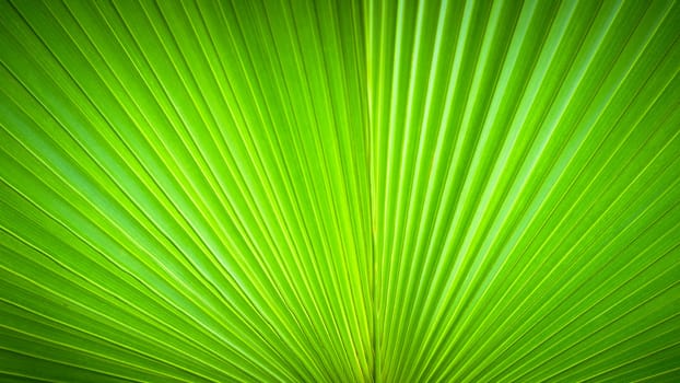 Abstract image of leaves in nature wide screen