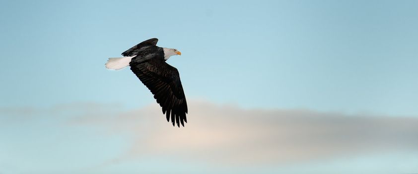 Flying Bald eagle. A flying Bald eagle against snow-covered mountains.The Chilkat Valley under a covering of snow, with mountains behind. Chilkat River .Alaska USA. Haliaeetus leucocephalus