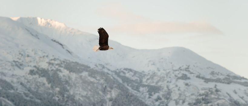 Flying Bald eagle. A flying Bald eagle against snow-covered mountains.The Chilkat Valley under a covering of snow, with mountains behind. Chilkat River .Alaska USA. Haliaeetus leucocephalus