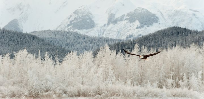 Flying Bald eagle. A flying Bald eagle against snow-covered mountains.The Chilkat Valley under a covering of snow, with mountains behind. Chilkat River .Alaska USA. Haliaeetus leucocephalus