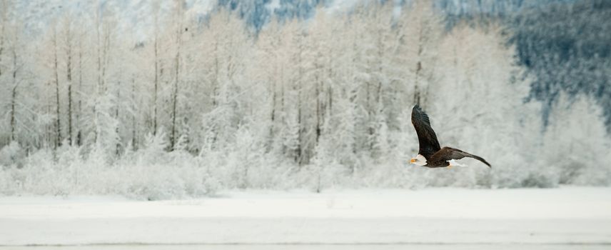 Flying Bald eagle. A flying Bald eagle against snow-covered mountains.The Chilkat Valley under a covering of snow, with mountains behind. Chilkat River .Alaska USA. Haliaeetus leucocephalus