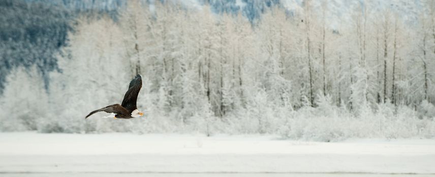 Flying Bald eagle. A flying Bald eagle against snow-covered mountains.The Chilkat Valley under a covering of snow, with mountains behind. Chilkat River .Alaska USA. Haliaeetus leucocephalus