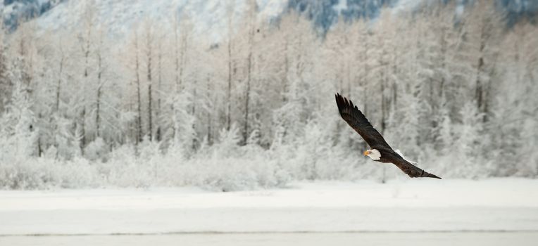 Flying Bald eagle. A flying Bald eagle against snow-covered mountains.The Chilkat Valley under a covering of snow, with mountains behind. Chilkat River .Alaska USA. Haliaeetus leucocephalus