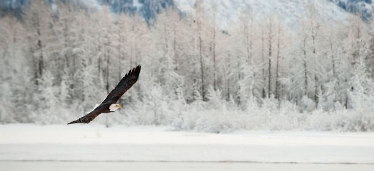 Flying Bald eagle. A flying Bald eagle against snow-covered mountains.The Chilkat Valley under a covering of snow, with mountains behind. Chilkat River .Alaska USA. Haliaeetus leucocephalus