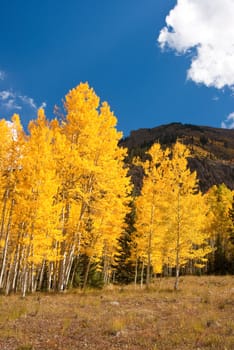 Vivid yellow aspens in Colorado