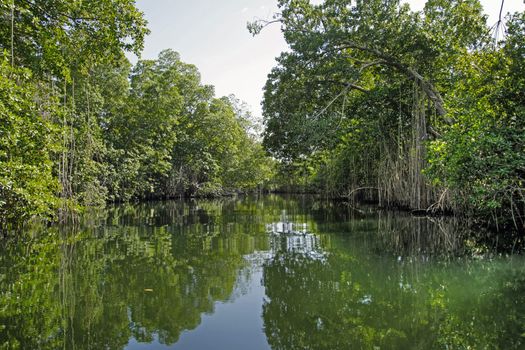 Calm tropical river edges with trees in Jamaica