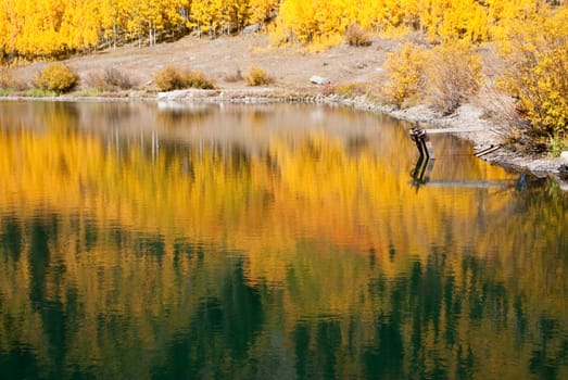 Golden Autumn foliage reflects in lake